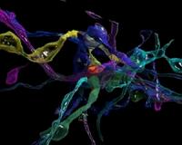 Take a trip through the brain
