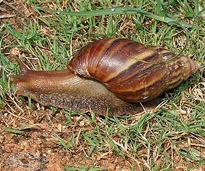 Miami battling invasion of giant African snails