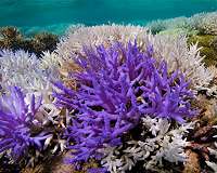 Mysterious glowing coral reefs are fighting to recover