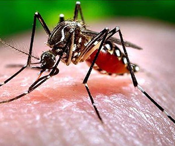 Brazil approves world's first single-dose dengue vaccine