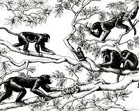 Fossil suggests apes, old world monkeys moved in opposite directions from shared ancestor