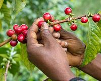 Study exposes the dark side of coffee cultivation in Uganda