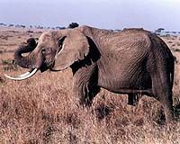 Roads Bring Death And Fear To Forest Elephants