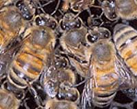 Honeybee aggression genes studied