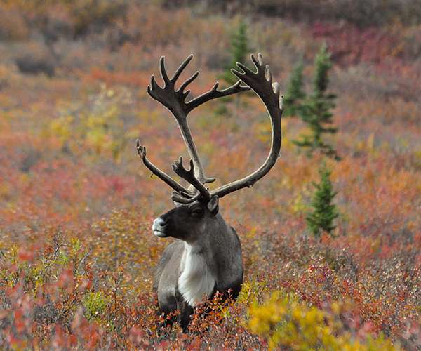 Protecting wildlife and restoring natural ecosystems