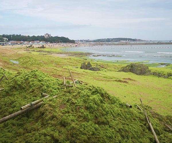 Toxic algae bloom lingers off Australia, killing marine life