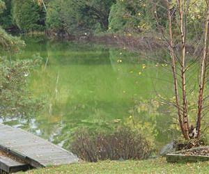 Loss of lake lawnmowers leads to algae blooms
