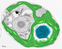 New solution to harmful algal blooms raises hope of economic and environmental benefits