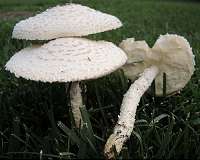 Study: Mushrooms became hallucinogenic to keep away insects