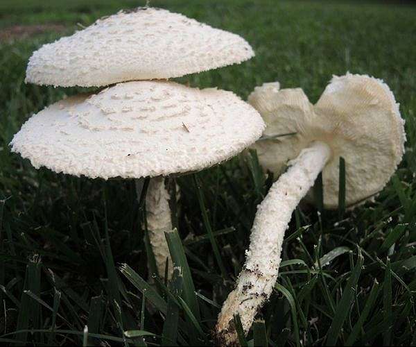 Mushroom material takes on plastic packaging at Belgian start-up