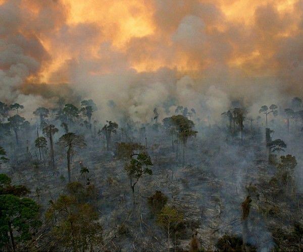 Prescribed burning helps store forest carbon in big, fire-resistant trees