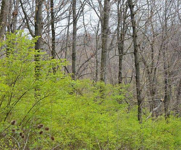 Secret weapon to stop invasive honeysuckle: Satellites