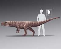 Ancient crocodiles walked on two legs like dinosaurs