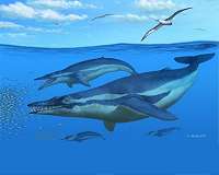 Ancient whale species sheds light on shift from limb- to tail-powered swimming
