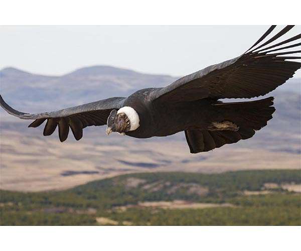 Chile preparing threatened condor chicks for release into wild