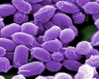 US anthrax samples shipped to Japan in 2005: Pentagon