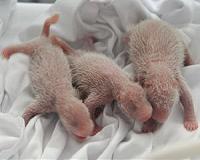 Panda gifted by China gives birth to second cub in Taiwan