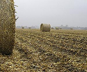 Searching In The Microbial World For Efficient Ways To Produce Biofuel