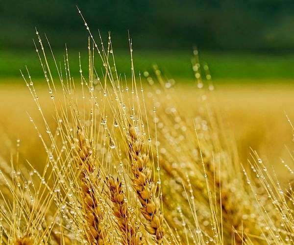 Chinese appetite for Australian barley is back