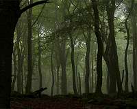 Planting new forests is part of but not the whole solution to climate change
