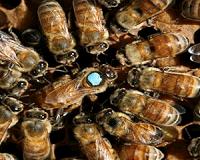 Queen bee microbiomes are starkly distinct from worker bees