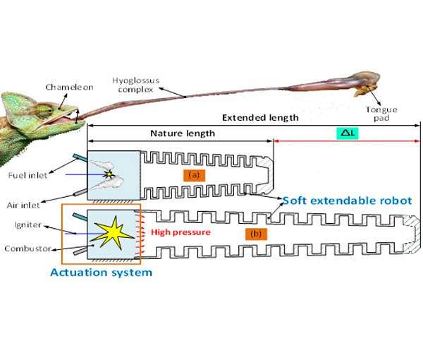 Dynamic model aids fuel-based soft robot with chameleon-like properties.
