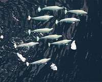 Beluga whales pass first-ever marine mammal hearing test
