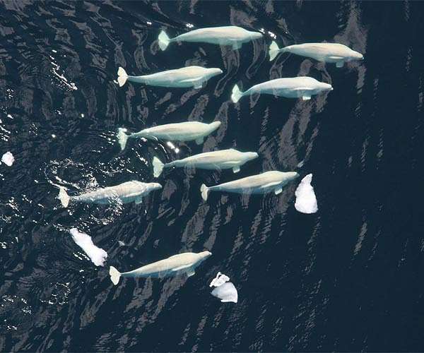 Beluga whale is now stationary in Seine: NGO