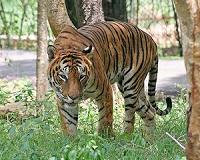 Lions, tigers on the loose in deadly Tbilisi floods