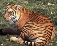 Fears for rare tigers after SAsia cyclone