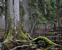 Poland rejects EU evidence on primeval forest dispute