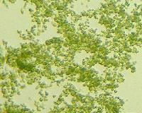 Reproducible research for biofuels and biogas