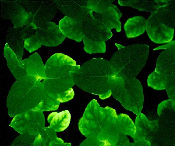 MSU researchers create method for breaking down plant materials for earth-friendly energy