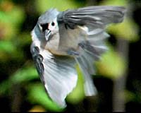 Climate Change Affecting Europe's Birds Now