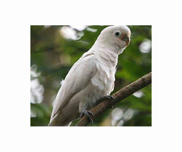 HK scientist puts hope in nest boxes to save endangered cockatoos
