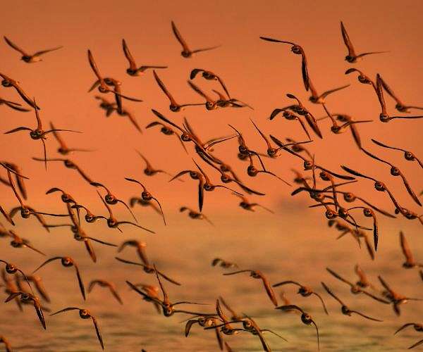 Noisy humans harm birds and affect breeding success: study