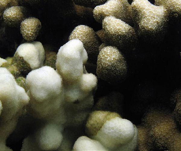 Three-year heatwave bleached half the planet's coral reefs: study