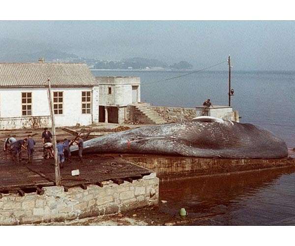 Chasing the blue whale