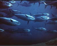 Can fish evolve to become less catchable?
