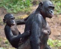 Chimps and bonobos don't need a translator