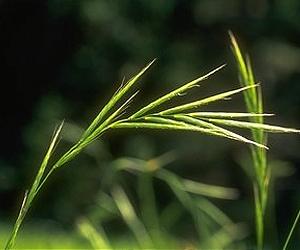 First Wild Grass Species And Model System For Energy Crops Sequenced