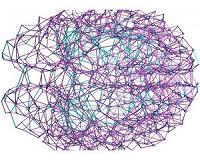 Researchers find the organization of the brain is perfect