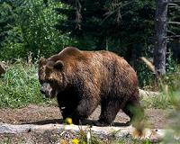 France seeks killer of bear shot in Pyrenees