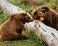 Spanish authorities call for removal of bears after attack