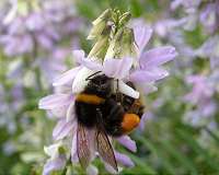 Bumblebees nibble the leaves of flowers to trick them into flowering early