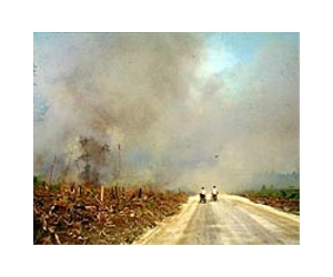 Indonesia signs long-awaited forestry moratorium