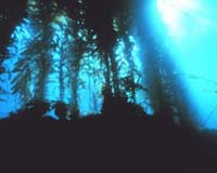 Southern California Edison To Build Giant Kelp Forest