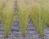 Southwestern Biofuels Summit Explores Green Energy Sector
