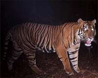 Tiger skin, foetuses found in Indonesia poacher case