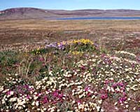 Ancient Arctic Ponds Drying Up